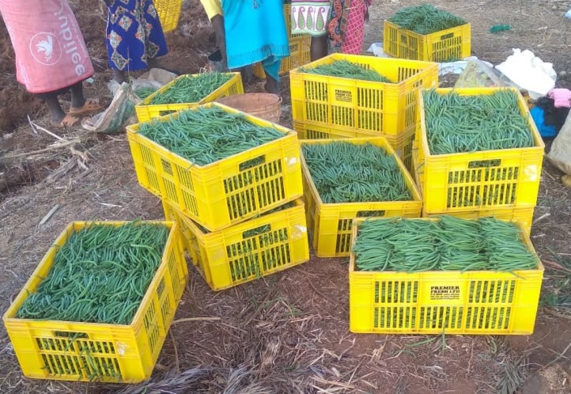 FRENCH BEANS from Kenya